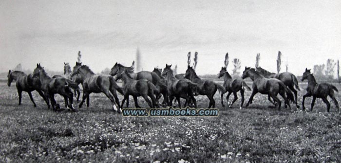 Third Reich horse breeding