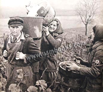 RAD women harvesting wine grapes on the Moselle river